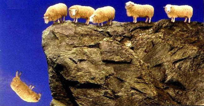 1.500 con cừu bỗng t.ự t.ử hàng loạt - bí ẩn 13 năm vẫn chưa có lời giải
