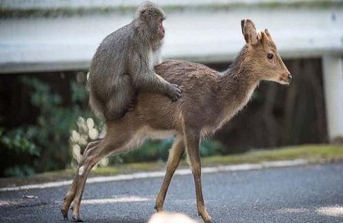 Chuyện "quái đản" trong tự nhiên: Loài khỉ Nhật Bản làm "chuyện ấy" với... hươu