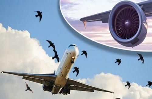 Tại sao chim có thể đâm móp và làm thủng máy bay?