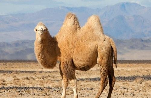 Khám phá bí ẩn về chiếc bướu của loài lạc đà
