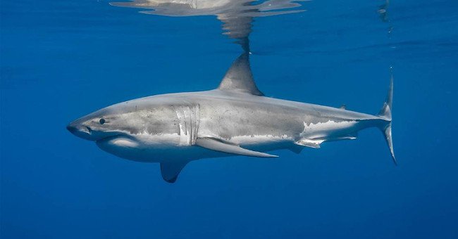 Nghiên cứu mới: Các chuyên gia bất ngờ thu được trải nghiệm bị cá mập trắng ăn