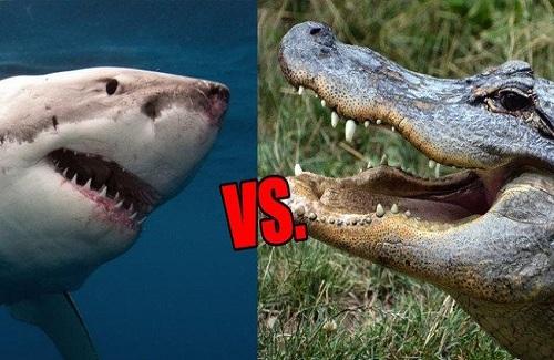 Cá sấu vs cá mập: bạn nghĩ loài nào sẽ thắng?