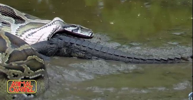 Trăn Miến Điện khổng lồ nuốt chửng cá sấu trong chớp mắt
