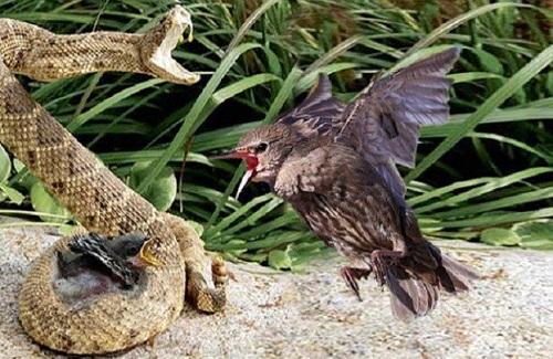 Video: Chim mẹ điên cuồng tấn công rắn kịch độc, trả thù cho con