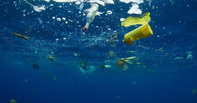 Vì sao động vật biển không thể ngừng ăn rác nhựa?