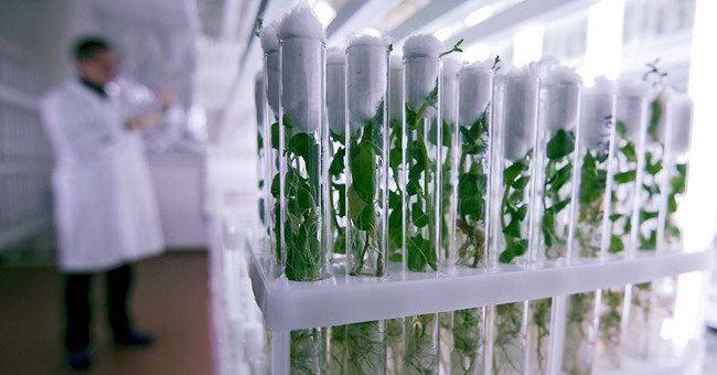 Các chất chống oxy hóa làm chậm quá trình lão hóa ở thực vật