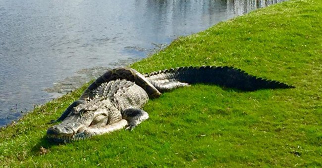 Cá sấu nằm bất động với trăn mốc quấn thân