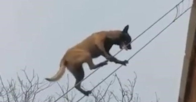 Video: Chó đi thăng bằng trên dây điêu luyện