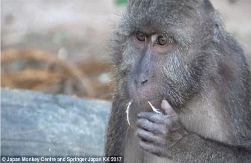Đây là loài khỉ chuyên đi nhặt lông chim để xỉa răng