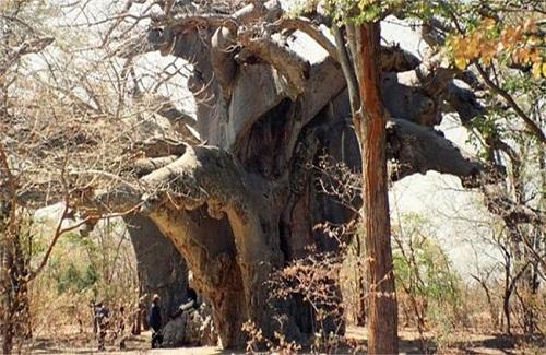 Cây cổ thụ ngàn năm ở châu Phi chết bí ẩn