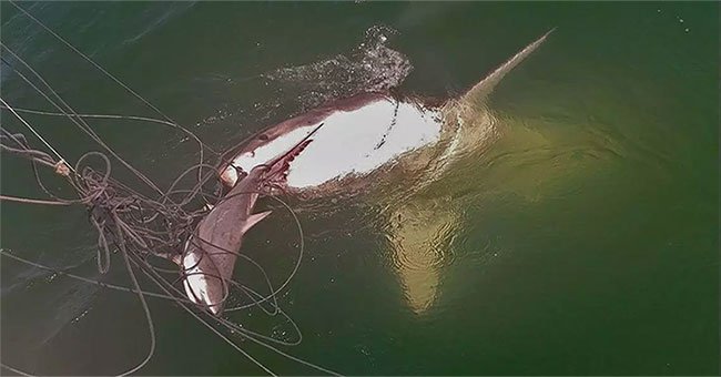 Cá mập trắng ăn thịt đồng loại trước mũi tàu