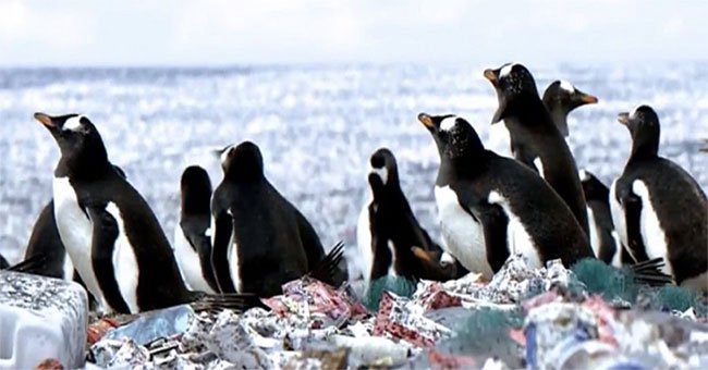 Tưởng rằng chim cánh cụt đang sống trên đảo rác, nhưng sự thật còn khủng khiếp hơn nhiều