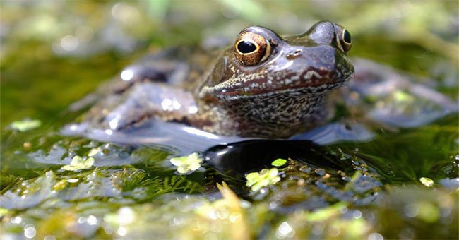 Loài ếch sẽ tuyệt chủng vì bị thuốc trừ sâu làm "chuyển giới"?