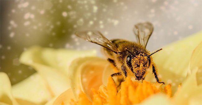 Phát hiện bằng chứng loài ong hiểu được số 0 nhỏ hơn số 1?