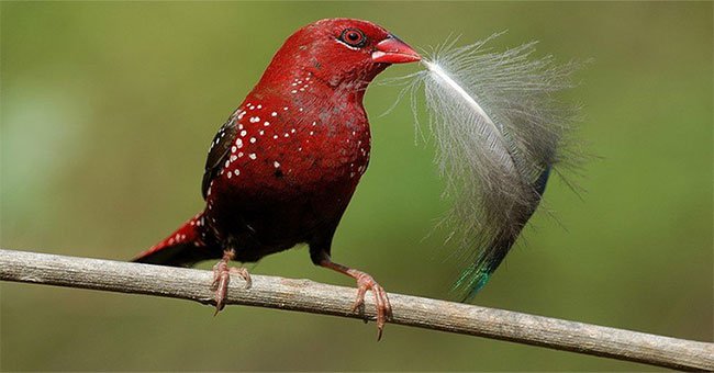 Khám phá loài chim có màu đỏ rực như máu ở Việt Nam