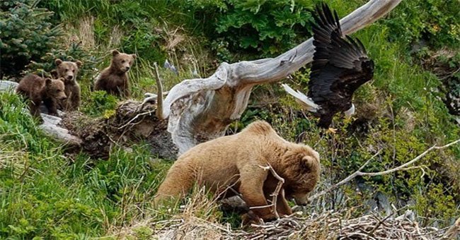 Mò vào tổ đại bàng, gấu nâu bị tấn công túi bụi