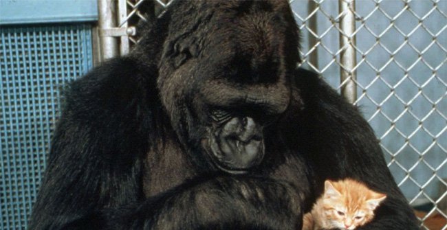 Con khỉ đột biết "hơn 1.000 từ ngôn ngữ" qua đời ở tuổi 46