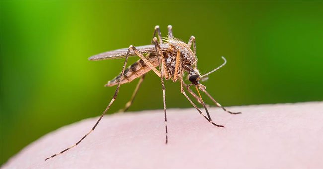 Phát hiện thêm một virus do muỗi truyền sang người