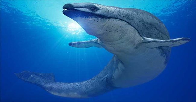 "Siêu" cá voi có kích cỡ ngang với khủng long