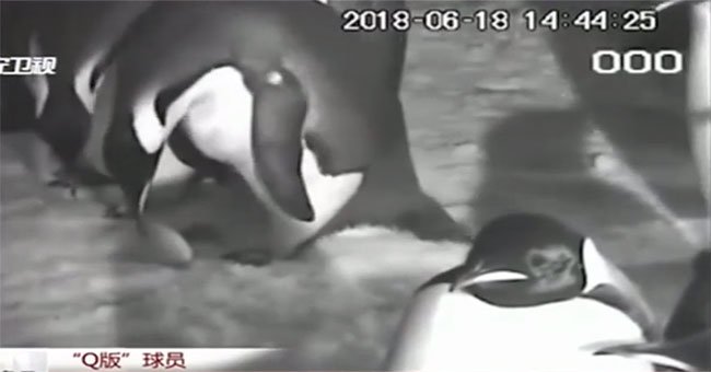 Chim cánh cụt mẹ làm rơi trứng, cả đàn lao tới cứu nguy