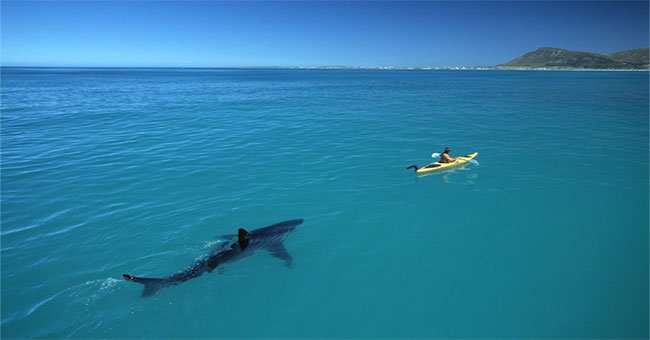 Hai du khách Úc hốt hoảng, thở gấp giữa biển vì bị cá mập trắng "theo đuổi"