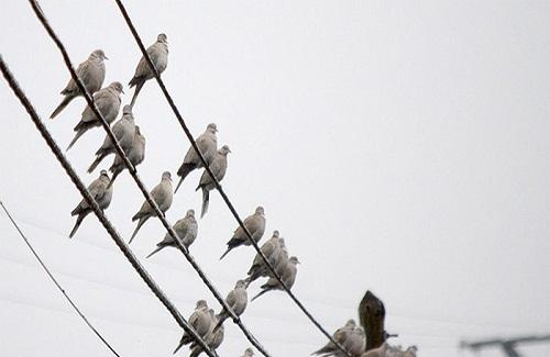 Vì sao chim không bị điện giật khi đậu trên đường dây điện cao thế?