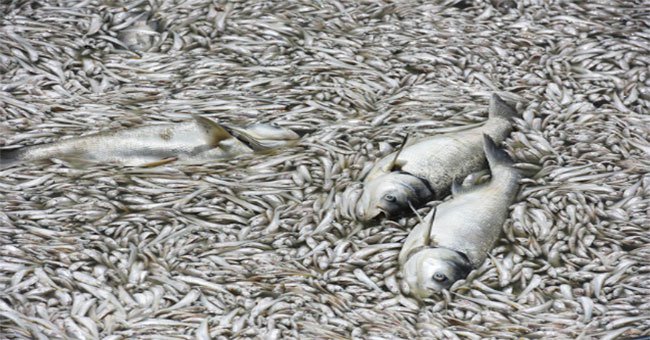 Ban quản lý hồ Tây: "Cá chết nhiều có thể do thay đổi thời tiết"