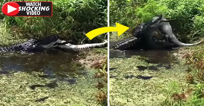 Cá sấu khổng lồ phục kích, ăn thịt đồng loại ở Florida