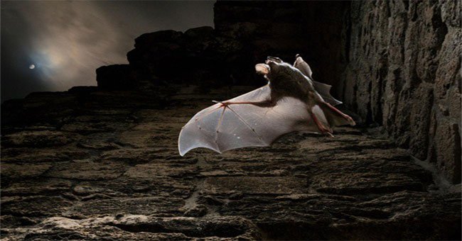 Truyền thuyết về loài dơi “ma cà rồng” ăn thịt sống của người Maya