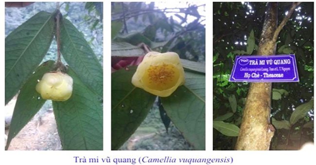 Phát hiện 2 loài trà mi hoa vàng cho khoa học tại Vườn quốc gia Vũ Quang