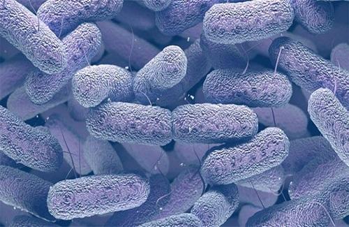 Loại khuẩn gây chết người trong 1 ngày này có thể bùng nổ khi kháng kháng sinh ập đến