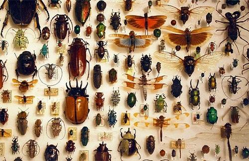 Hơn 1 triệu loài côn trùng trên Trái đất nhưng đây là lý do mà chúng “sợ” sống dưới biển