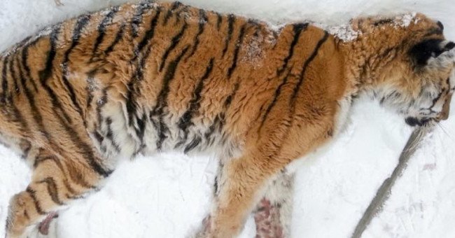 Hổ Siberia đau răng xuống nhà dân cầu cứu