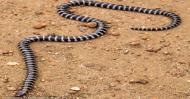 Các nhà khoa học tình cờ phát hiện ra loài rắn mới độc kinh hoàng chỉ sống ở Úc