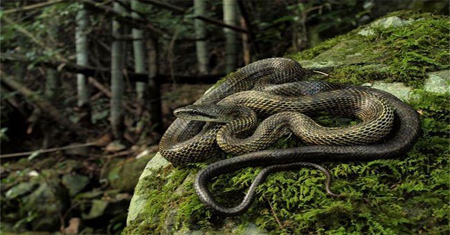 Loài rắn lớn nhất Nhật Bản có thể "vô tư" leo tường vào nhà dân mà chẳng ai sợ - vì sao?
