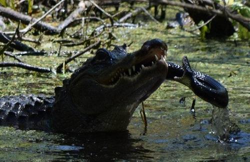 Thấy rắn "khủng" đến gần con, cá sấu mẹ tung đòn hủy diệt