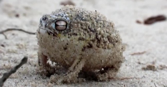 Âm thanh gào thét giận dữ của loài ếch này đảm bảo sẽ khiến tất cả chúng ta cùng "sợ"