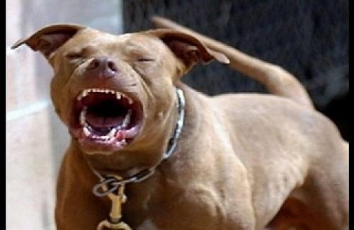 Mỹ: Những lý do đáng sợ khiến chó pit bull giết và ăn thịt chủ