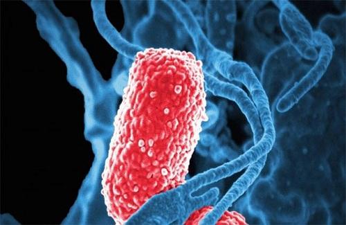 Vi khuẩn vô hại trong ruột biến thành dạng ăn thịt người, giết chết 5 bệnh nhân Trung Quốc
