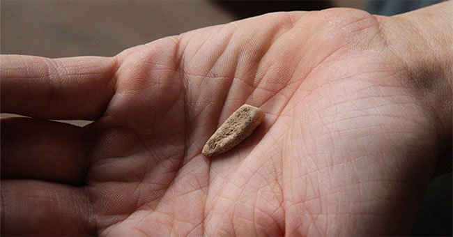 Phát hiện răng sữa 560.000 năm tuổi của người tối cổ