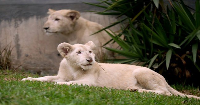 Sư tử đột biến lông trắng ở sở thú Peru