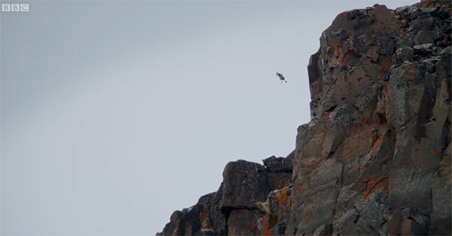Ngỗng con sống sót khi rơi từ vách đá cao 122m