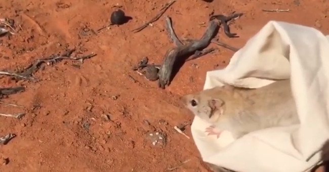 Loài chuột tưởng đã tuyệt chủng hơn trăm năm tái xuất
