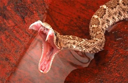 Ếch, rắn, thằn lằn... có nọc độc cực nguy hiểm nhưng vì sao chúng không tự làm hại mình?