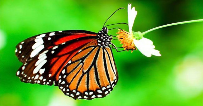 Mức CO2 gia tăng đe dọa loài bướm chúa