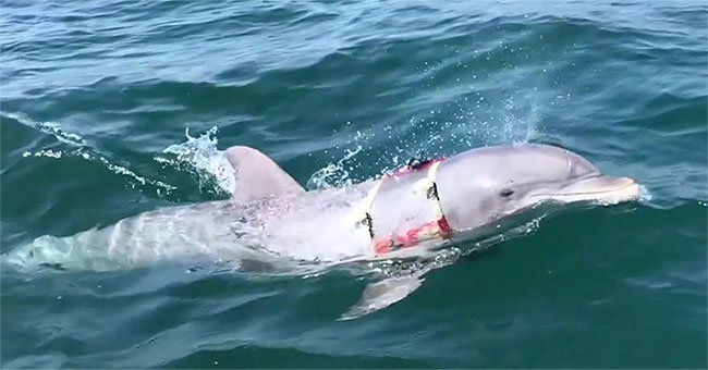 Video:Chiến binh cá heo Mỹ trổ tài dò mìn trong 30 giây