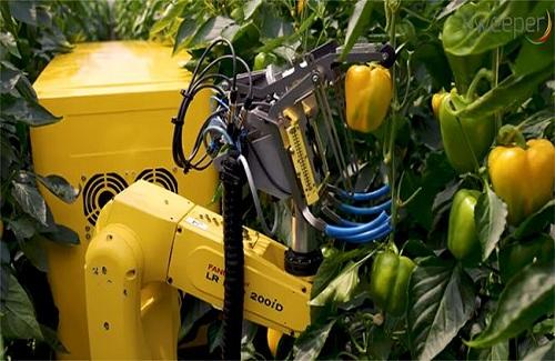 Kỳ thú xem robot “nông dân” làm việc thay con người trong nhà kính