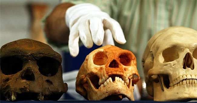 Vì sao tổ tiên loài người chiến thắng trong cuộc đua tiến hóa?
