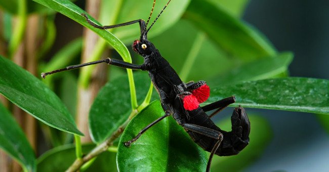 Video: Loài bọ que cực hiếm chỉ có ở Peru