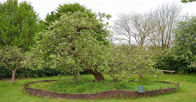Sự thật về "cây táo Newton" 400 năm trước